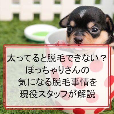 水玉の容器から顔を出す犬
